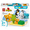 Penguen ve Aslanlar 10442