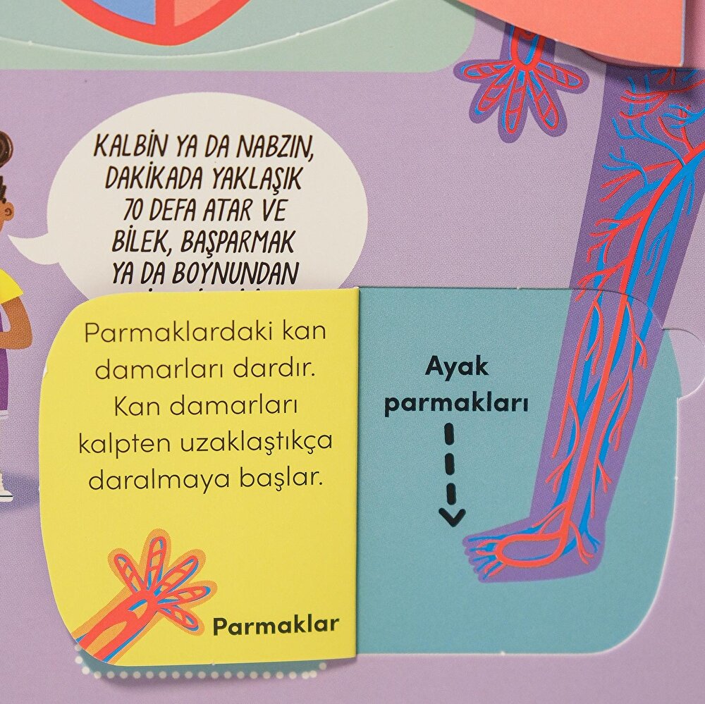 Keşif zamanı serisi- İnsan vücudu