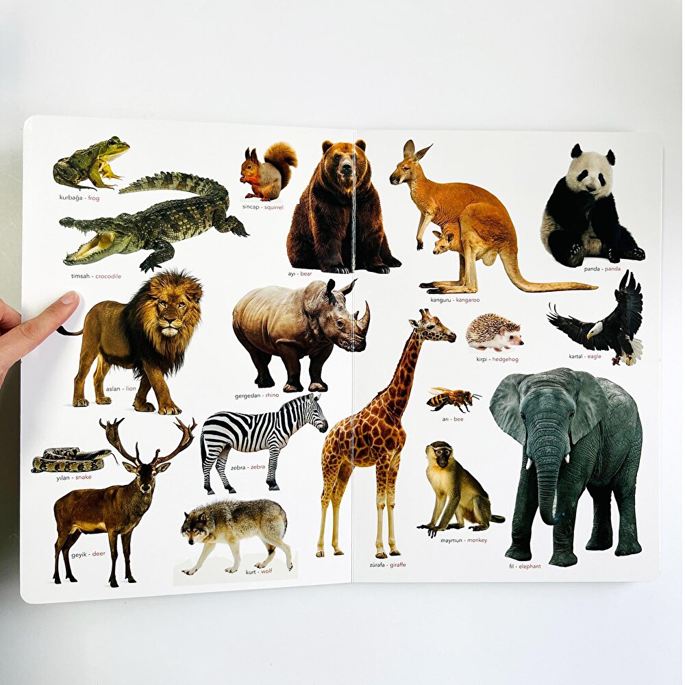 Ne Sorsan Bilir Minik - İlk Büyük Hayvanlar Kitabım