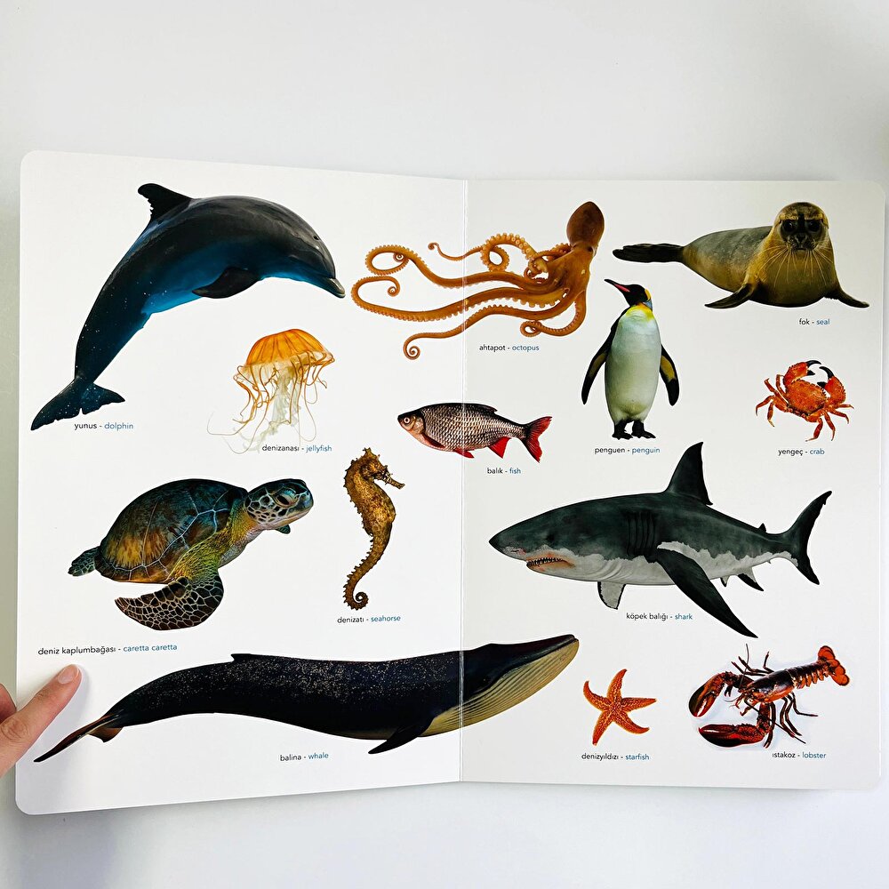 Ne Sorsan Bilir Minik - İlk Büyük Hayvanlar Kitabım