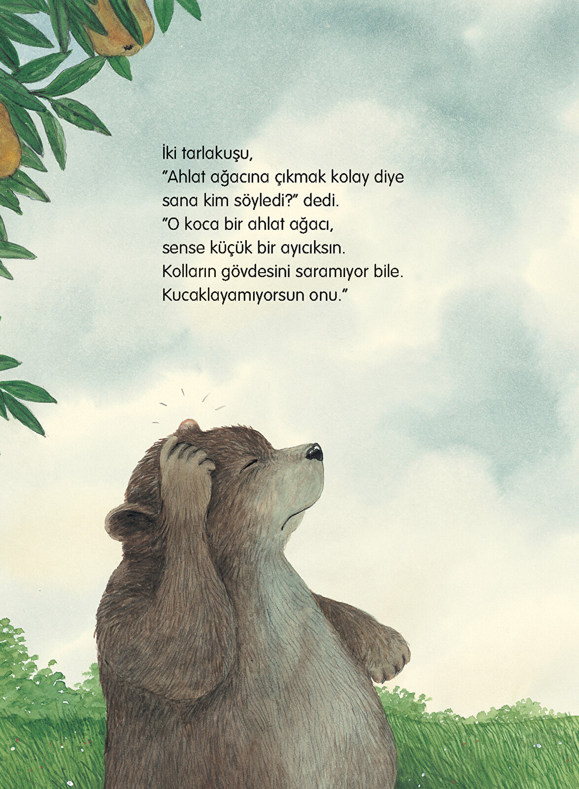 Küçük Ayı İle Ahlat Ağacı