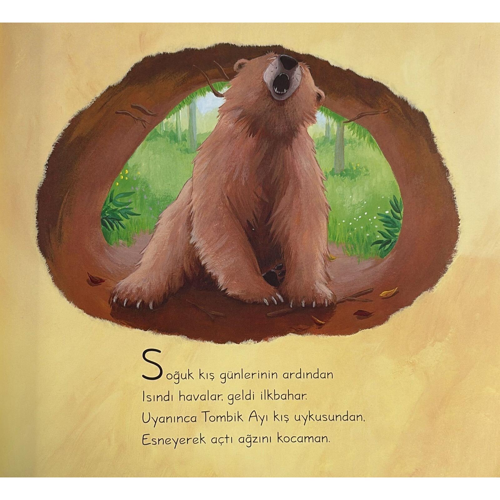 Tombik Ayı Acıkınca