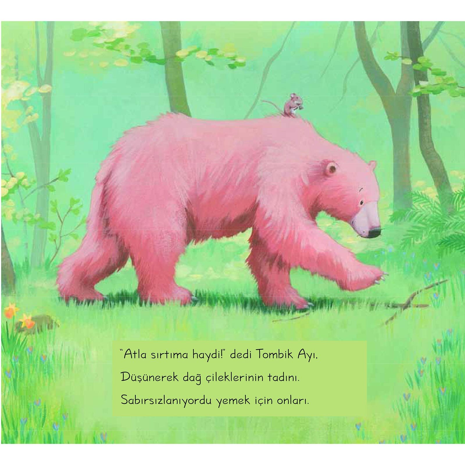 Tombik Ayı Acıkınca