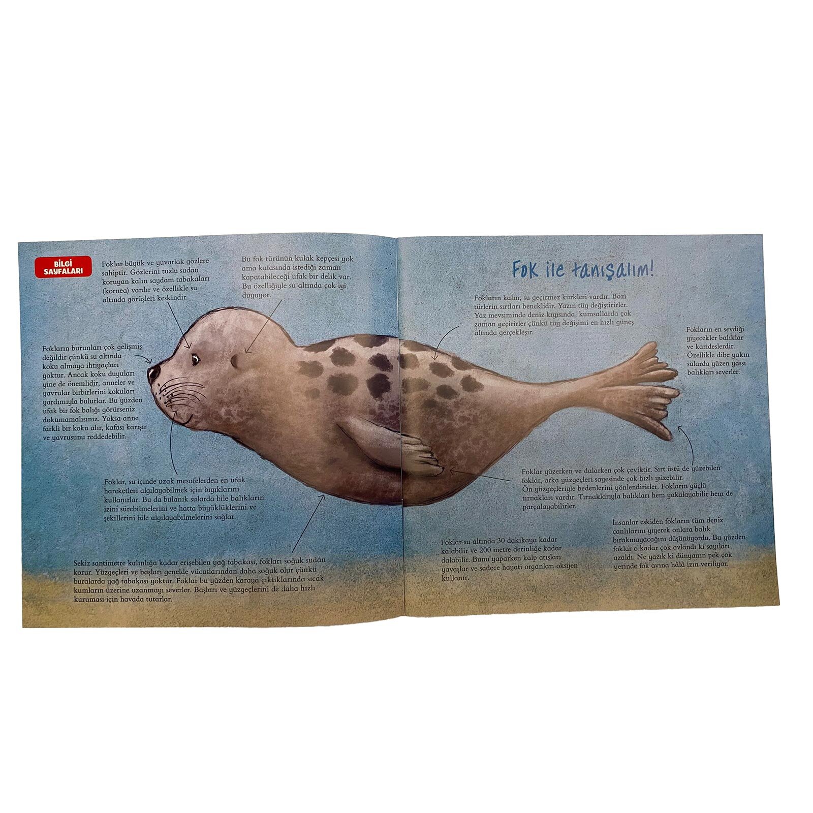 Denizleri Temizleyen Çevreci Fok