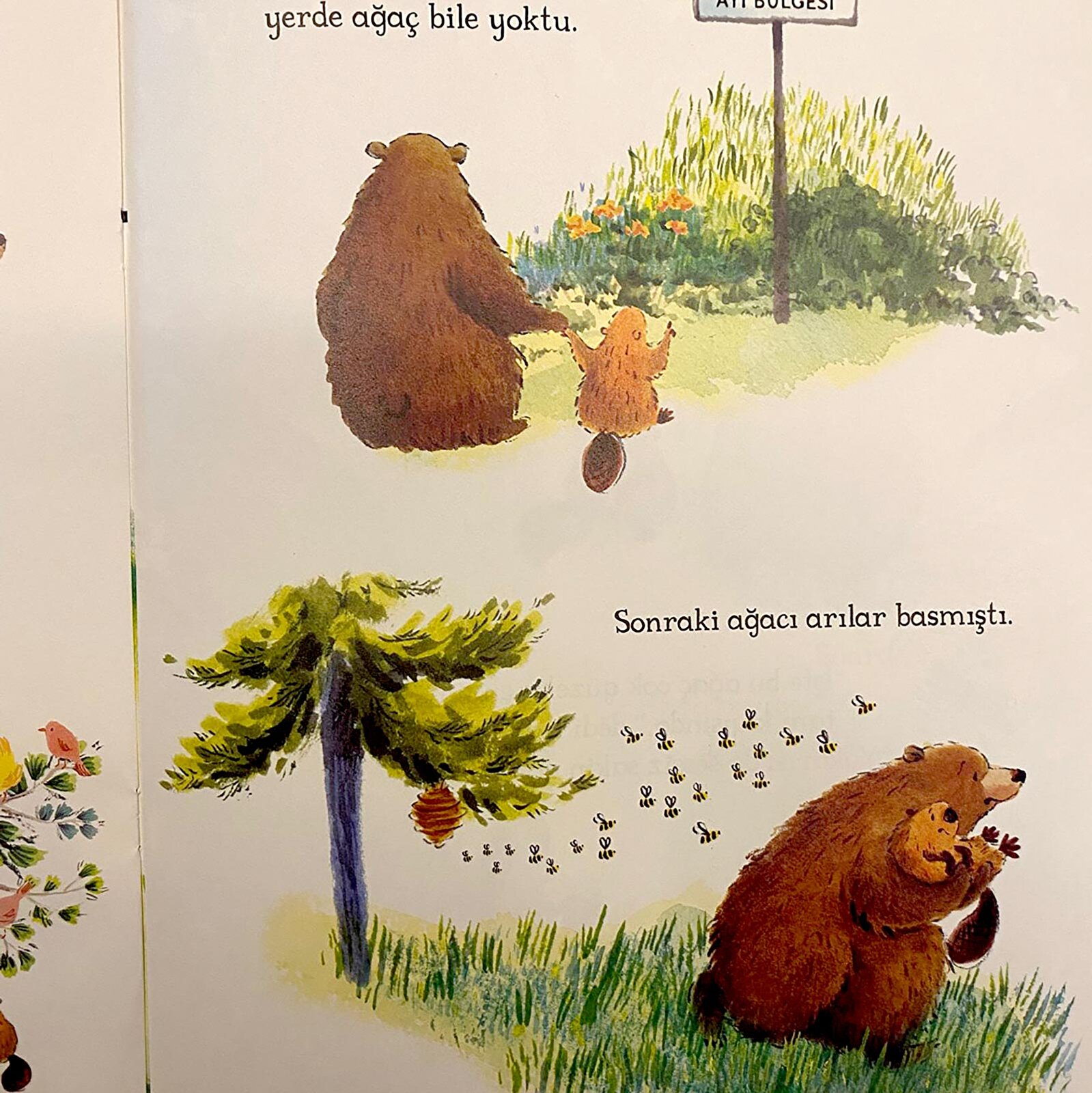 Karamelin Ağacı Karamelin Ağacı