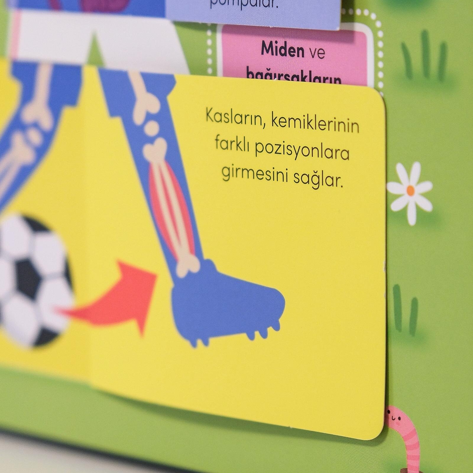 Keşif zamanı serisi- İnsan vücudu Keşif zamanı serisi- İnsan vücudu