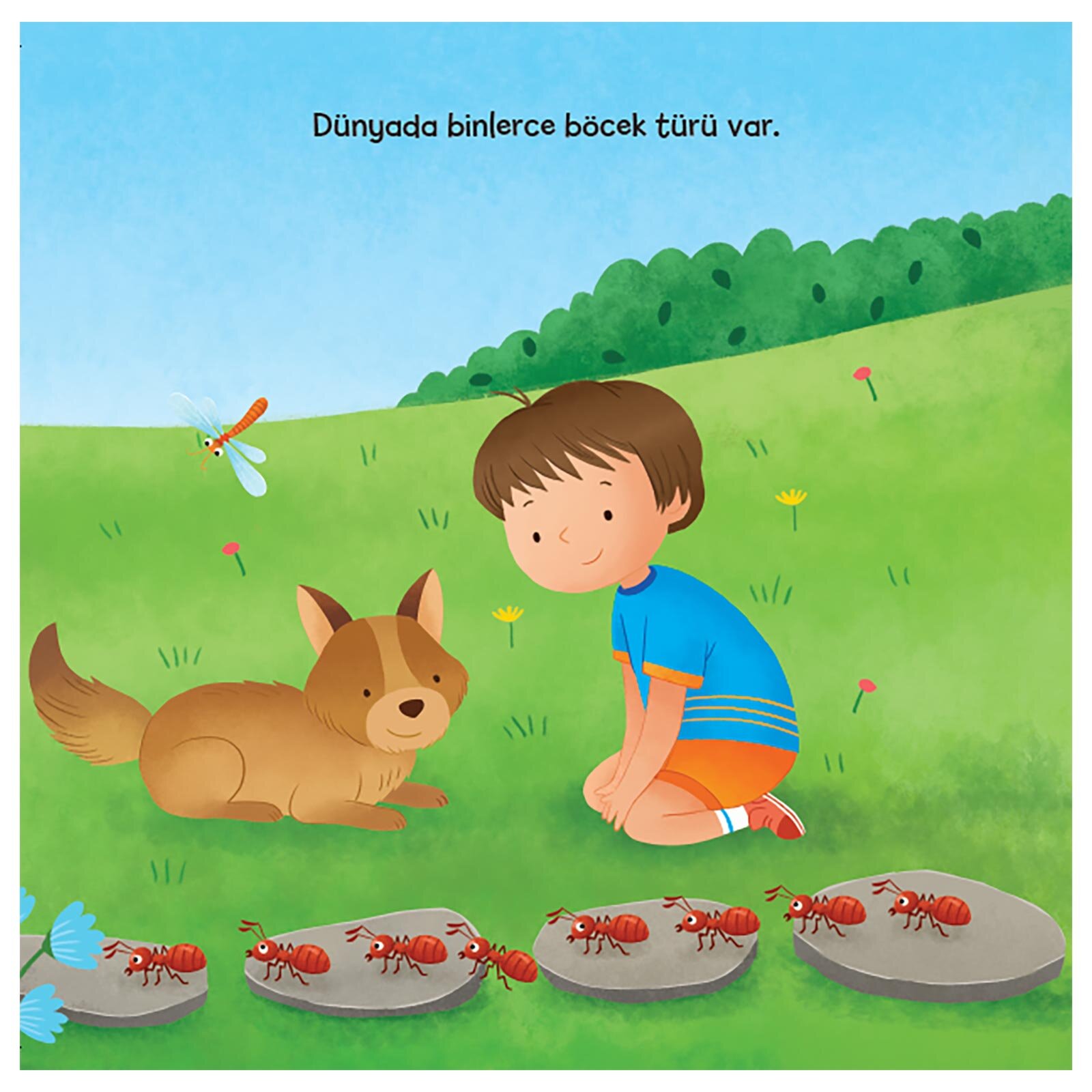 Küçük Kaşif- Böcekler Küçük Kaşif- Böcekler