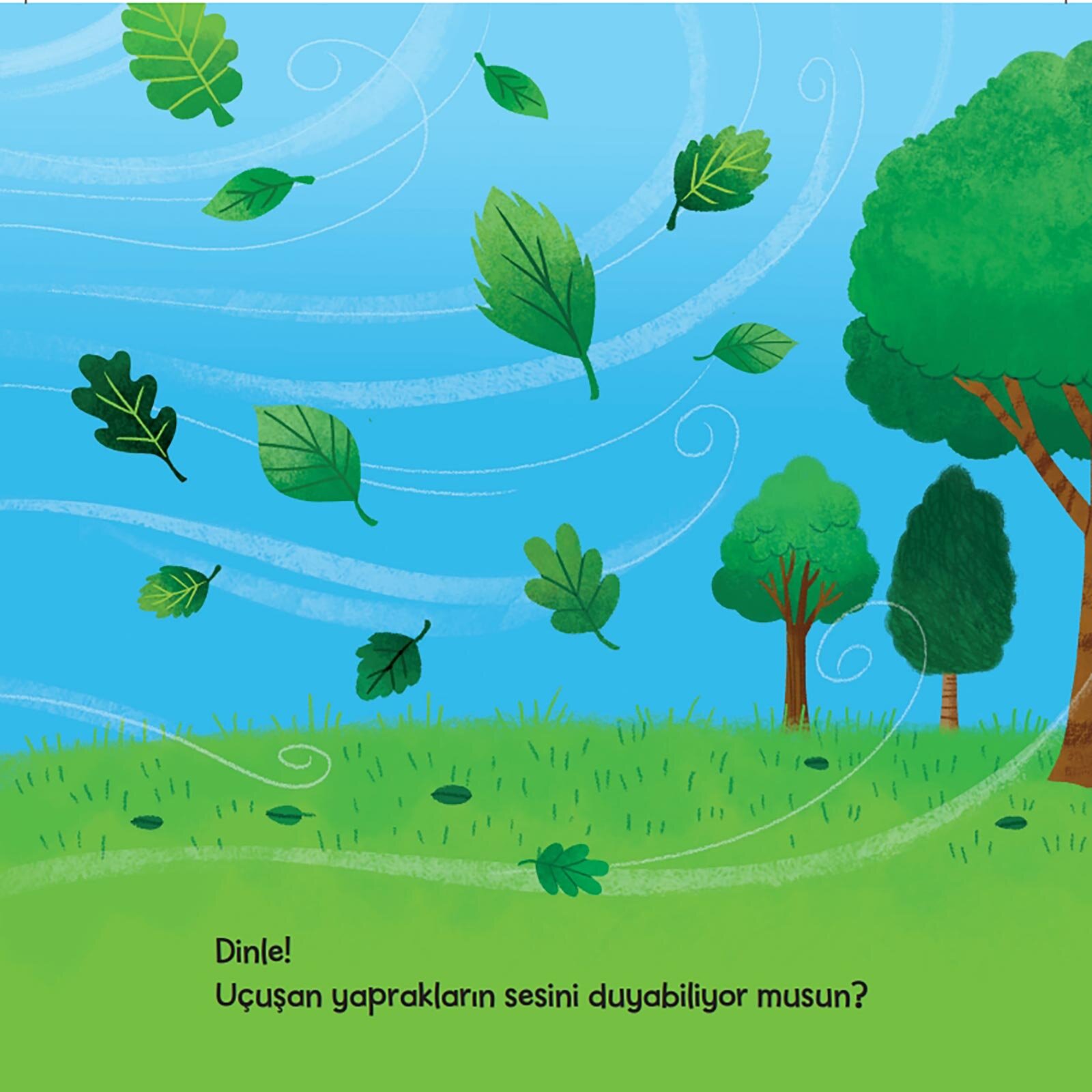 Küçük Kaşif - Yapraklar Küçük Kaşif - Yapraklar