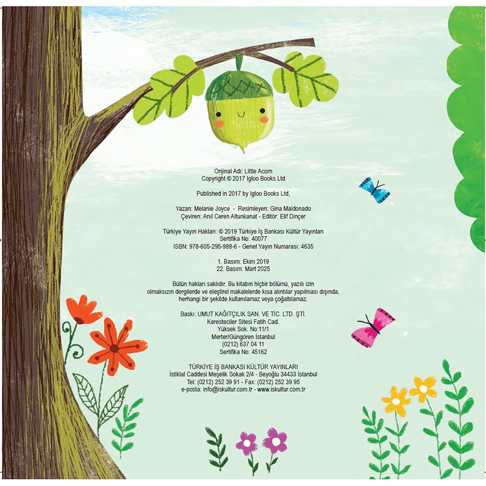 KÜÇÜK MEŞE PALAMUDU KÜÇÜK MEŞE PALAMUDU