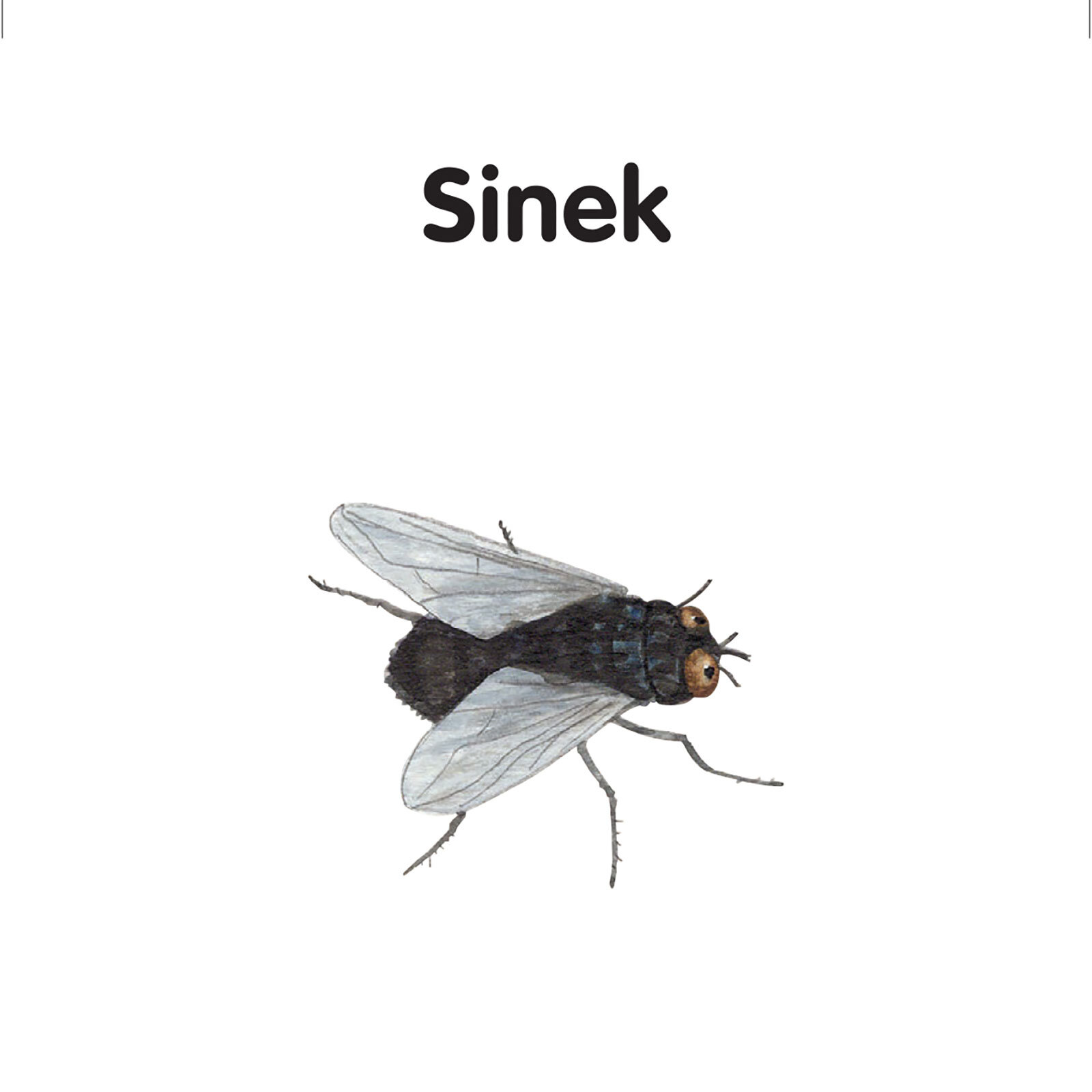 MİNİK KİTAPLARIM SERİSİ: BÖCEKLER