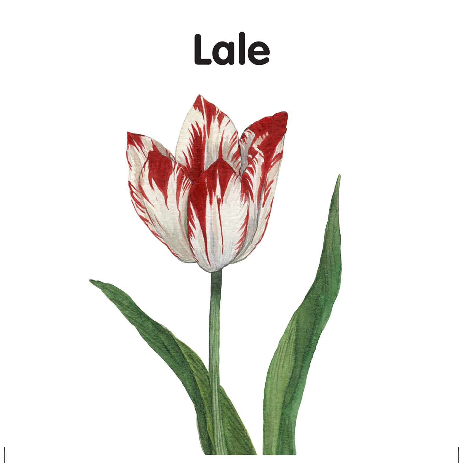 MİNİK KİTAPLARIM SERİSİ: ÇİÇEKLER