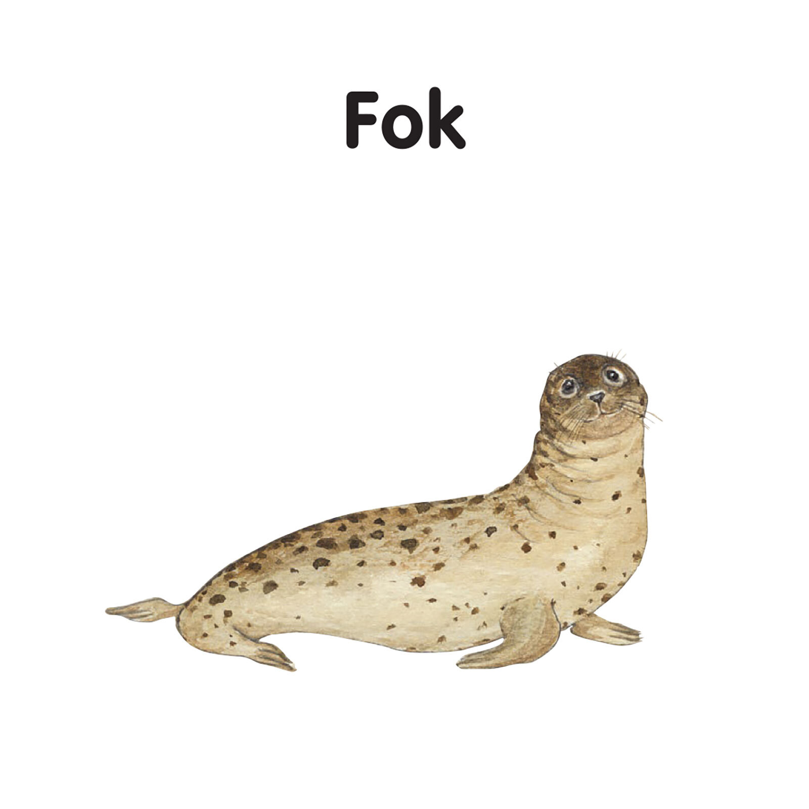 MİNİK KİTAPLARIM SERİSİ: DENİZ CANLILARI