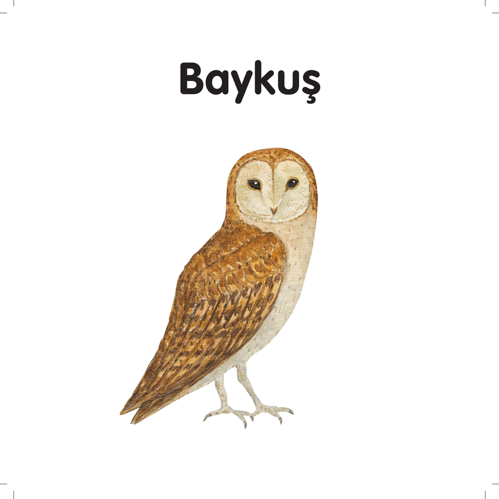 MİNİK KİTAPLARIM SERİSİ: KUŞLAR MİNİK KİTAPLARIM SERİSİ: KUŞLAR