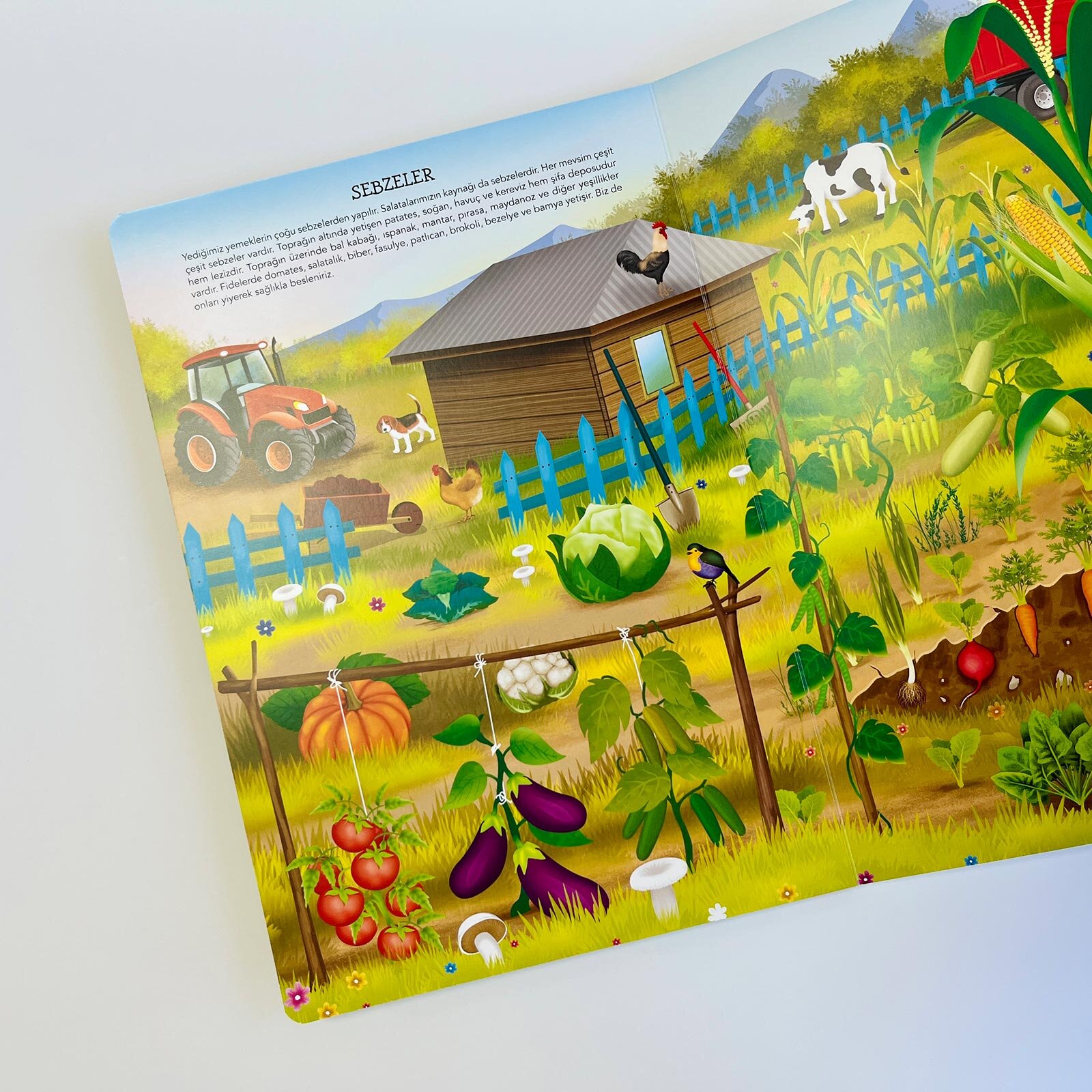 Ne Sorsan Bilir Minik - Benim İlk Bitkiler Kitabım