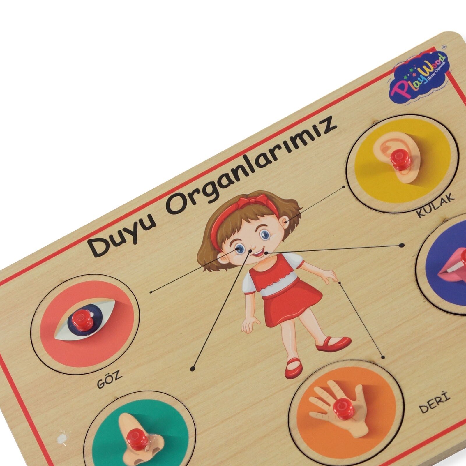 Ahşap Tutmalı Eğitici Yapboz Duyu Organları
