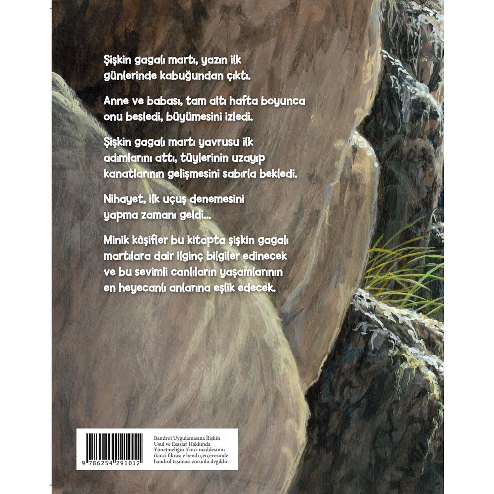 Şişkin Gagalı Martının İlk Uçuşu