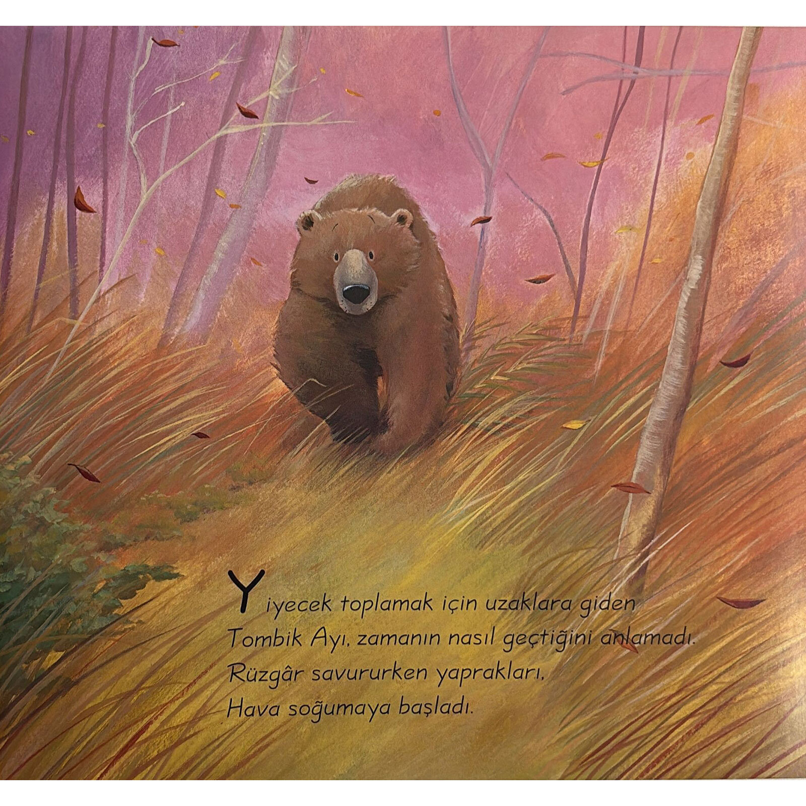 Tombik Ayı Kaybolunca