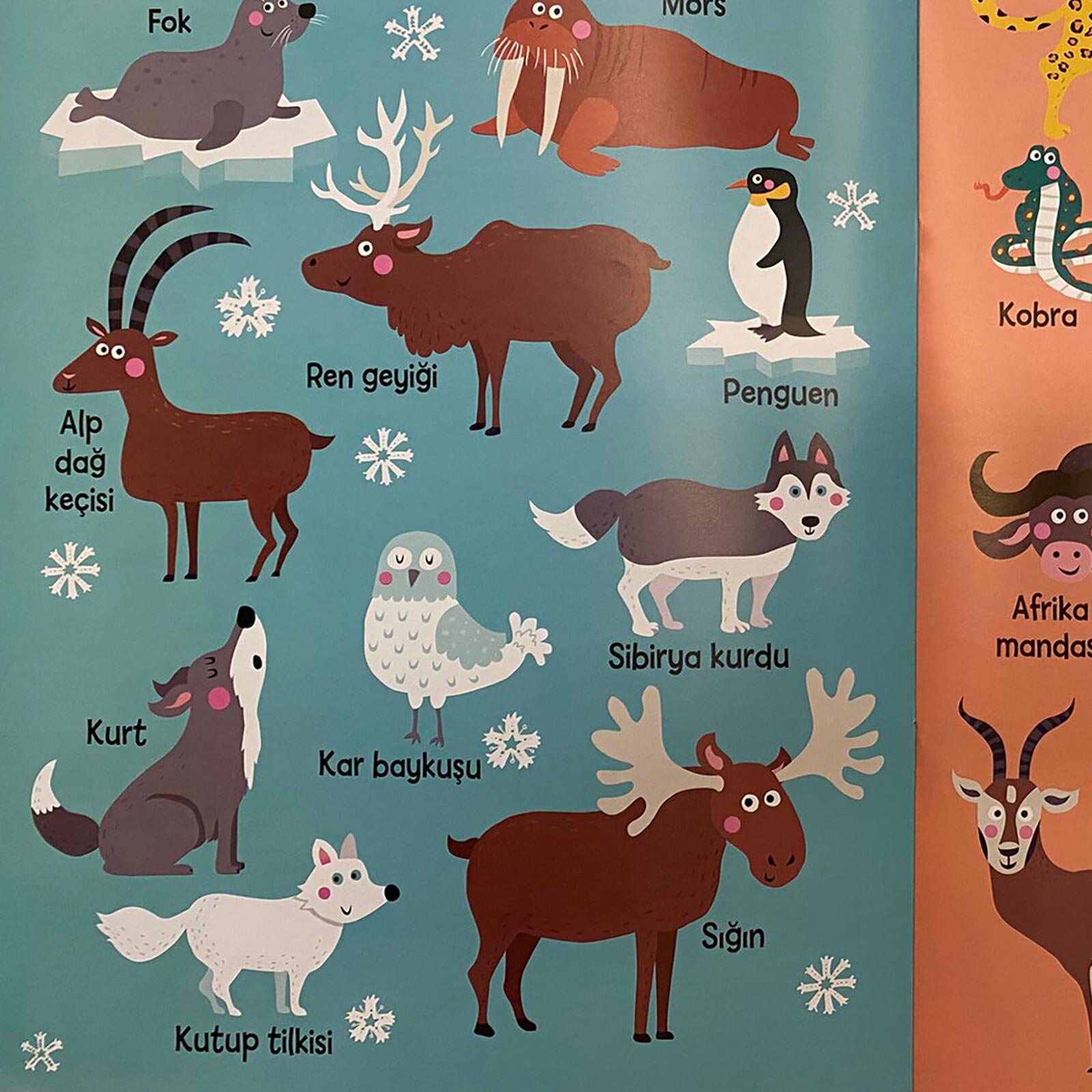 Uğur Böceğinden Zürafaya Rengarenk Hayvan Kitabım