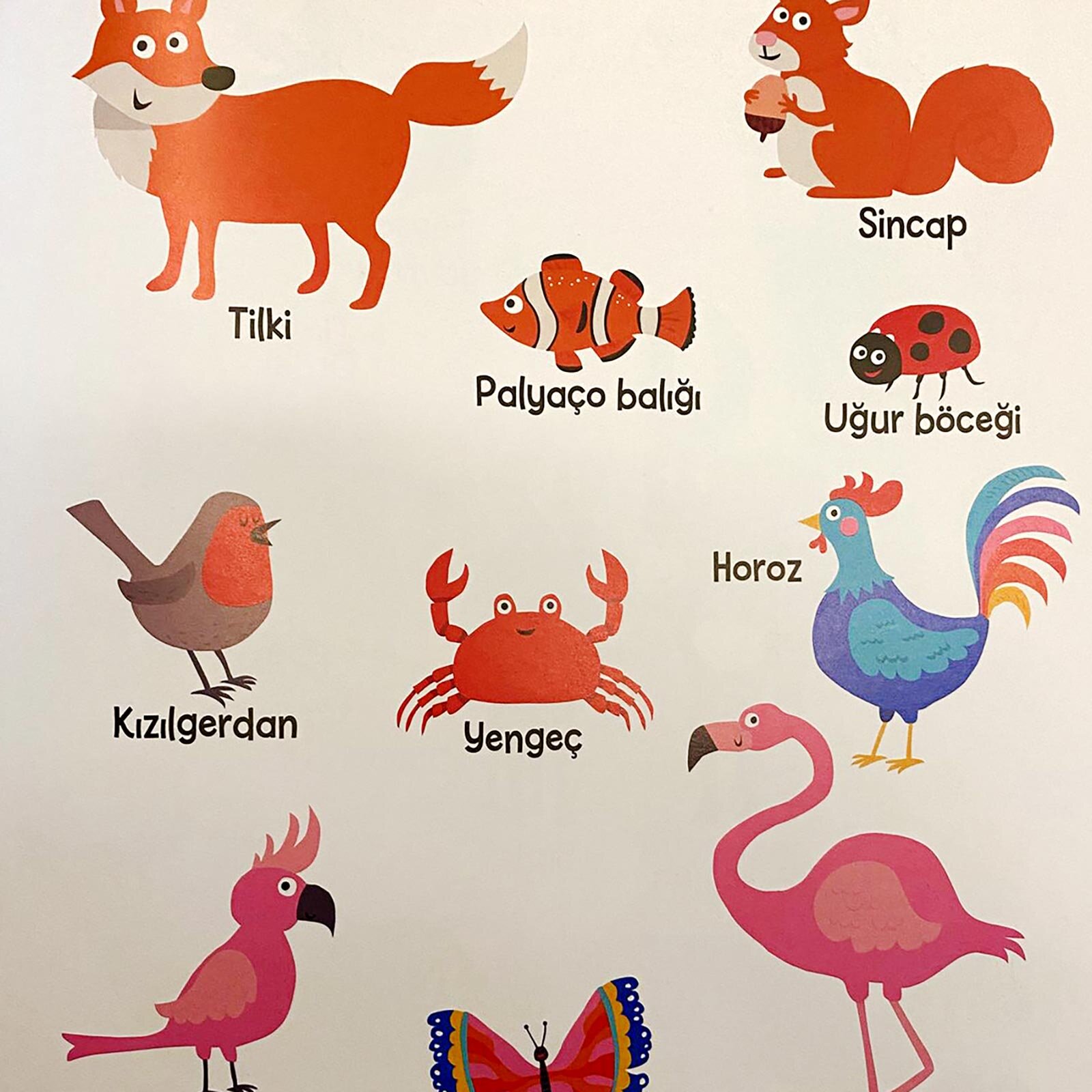 Uğur Böceğinden Zürafaya Rengarenk Hayvan Kitabım