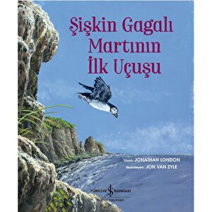 Şişkin Gagalı Martının İlk Uçuşu