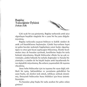 Yaz Masalları Yaz Masalları